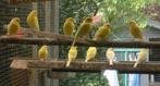 kanaries gele en witte mannen uit buiten voliere., Dieren en Toebehoren, Vogels | Kanaries