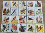 35 oude prentjes reeks vogels (FORT), Ophalen of Verzenden, Gebruikt, Dier, Prent