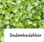 Bodembedekker asarum europaeum, Tuin en Terras, Ophalen