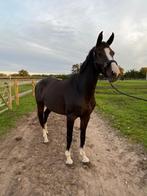 Springpaard  te koop, Dieren en Toebehoren, Merrie, 165 tot 170 cm, Springpaard, 11 jaar of ouder