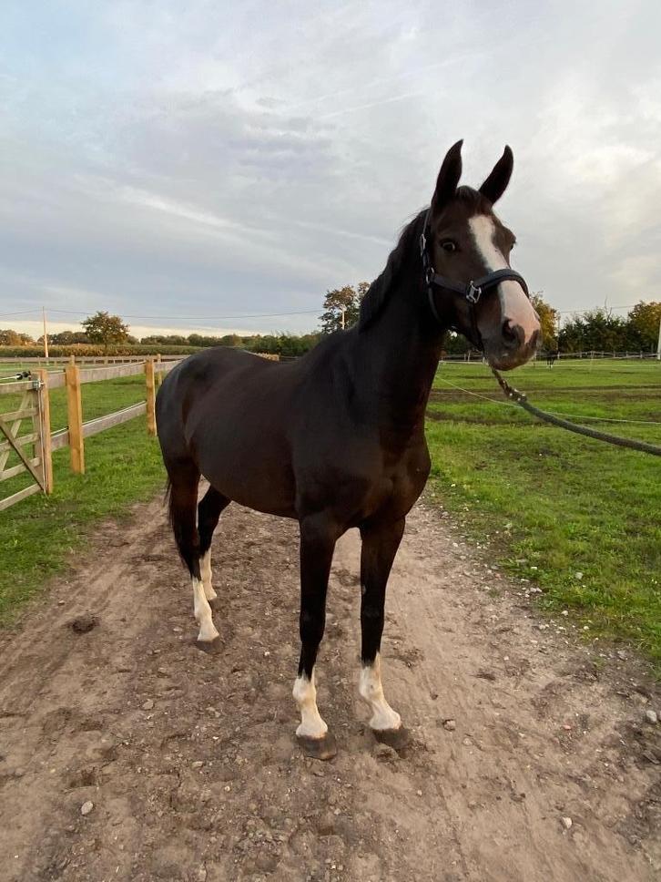 Springpaard  te koop, Dieren en Toebehoren, Paarden, Merrie, 165 tot 170 cm, 11 jaar of ouder, Springpaard