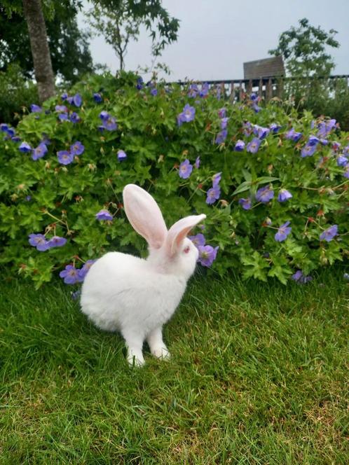 Jonge Duitse reus voedster, Dieren en Toebehoren, Konijnen, Groot, Vrouwelijk, 0 tot 2 jaar