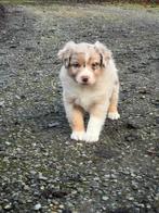 Chiots de berger australiens doux et sociaux à vendre, Plusieurs, Parvovirose, Belgique, Berger