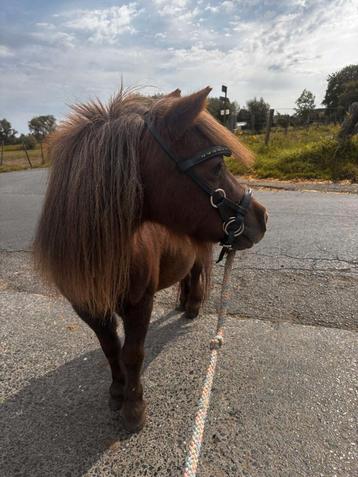 Lieve merrie shetlanderm beschikbaar voor biedingen