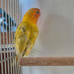 Fischeri Pastel Man, Mâle, Perroquet nain ou Inséparable, Bagué