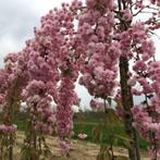 JAPANSE TREURKERSELAARS: Hoogstam 35€/stuk, Halfstam 25€/st, Tuin en Terras, Planten | Bomen, Ophalen, Lente, Treurboom, 250 tot 400 cm