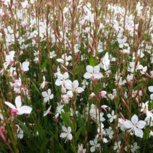 Gaura lindheimerii of Prachtkaars, Tuin en Terras, Planten | Tuinplanten, Vaste plant, Ophalen