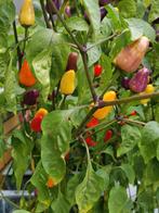 5 graines de piment Chinese 5 color, Envoi, Printemps, Plein soleil, Graine