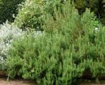 Rozemarijn 'Rosmarinus officinalis', Jardin & Terrasse, Plantes | Jardin, Plein soleil, Printemps, Enlèvement, Herbes