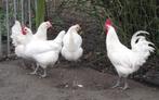 Broedeieren van Poule de Bresse
