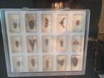 koffertje met 15 insecten in hars, Antiek en Kunst, Ophalen of Verzenden
