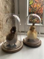 Taxidermie eendenkuikentjes onder stolp can’art cadeautip, Antiquités & Art, Enlèvement ou Envoi