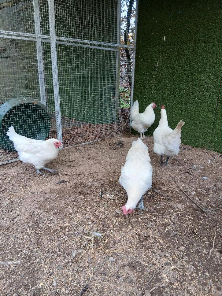 Poule de bresse, Animaux & Accessoires, Volatiles