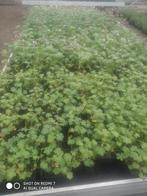 Geranium, Tuin en Terras, Halfschaduw, Vaste plant, Bodembedekkers, Lente