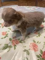 Chihuahua-pups mooie mini raszuiver zeer mooi kleintjes !, Parvovirose, 8 à 15 semaines, Plusieurs, Éleveur | Loisir