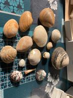 Coquillages, Verzamelen, Mineralen en Fossielen, Ophalen of Verzenden, Schelp(en)