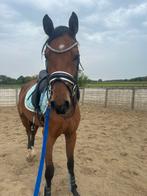 3 jarige in style x lord leatherdale (Elite,IBOP,D-OC), Dieren en Toebehoren, Paarden, Zadelmak