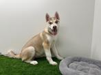 Siberische Husky pups, België, Reu, CDV (hondenziekte), 8 tot 15 weken