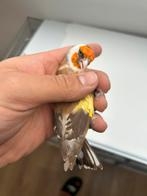 Chardonneret Major Brun 2023, Animaux & Accessoires, Enlèvement