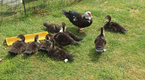 9 BARBARIE MUSKUSEENDEN  GEKIPT OP  28 APRIL 2025, Dieren en Toebehoren, Pluimvee, Eend