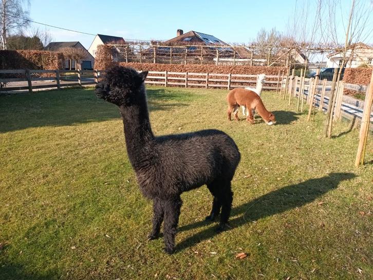 2 alpacamerries te koop, Animaux & Accessoires, Animaux Autre, Femelle, Janvier