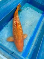 (Yellow Monkey) Ginrin Karachigoi 55-60cm. Supertam!, Karper of Koi