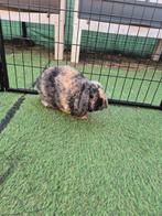 Heel lief Rex Minilop dwerg hangoor koppeltje, Dieren en Toebehoren, Konijnen, Meerdere dieren, Dwerg, Hangoor, 0 tot 2 jaar