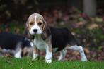 Chiots Beagle - Éleveur belge de Beagles, Parvovirose, Plusieurs, Belgique, 8 à 15 semaines