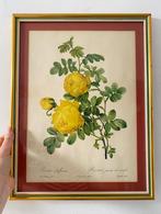 Lithographie rosier jaune soufre impr.de Remond Redouté, Antiek en Kunst, Ophalen of Verzenden