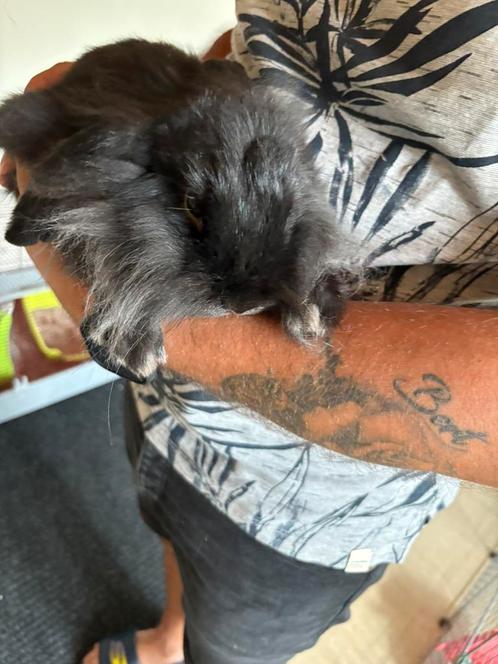 Tamme dwergkonijnen, Dieren en Toebehoren, Konijnen, Hangoor