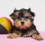 Yorkshire Terrier - Belgische pups te koop, Dieren en Toebehoren, Yorkshire Terriër, België, Handelaar, CDV (hondenziekte)