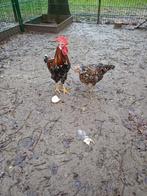 Zweedse bloemkip, Dieren en Toebehoren, Pluimvee