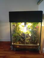 Paludarium 50x50x50 inclusief phelsuma laticauda, Ophalen, Zo goed als nieuw, Terrarium of Paludarium
