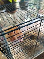 Syrische hamster vrouwelijk 6 maanden, Dieren en Toebehoren, Knaagdieren, Vrouwelijk, Hamster, Tam