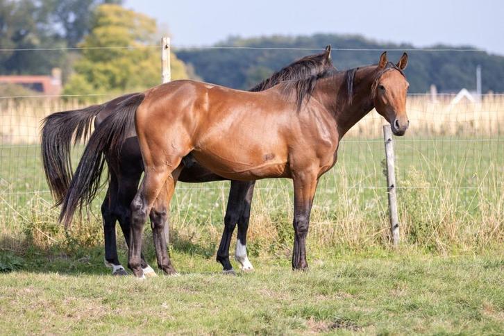 2,5 jaarse Utamaro x Caretino hengst/ruin, Dieren en Toebehoren, Paarden, Hengst, 170 tot 175 cm, Springpaard, Met stamboom, Gechipt