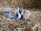 Dwergkonijntjes, Dieren en Toebehoren, Konijnen, Meerdere dieren, Dwerg, Hangoor, 0 tot 2 jaar