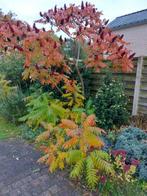Fluweelboompjes, Tuin en Terras, Planten | Bomen, Ophalen, Zomer, Overige soorten