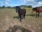 Pony, Dieren en Toebehoren, Paarden, Merrie