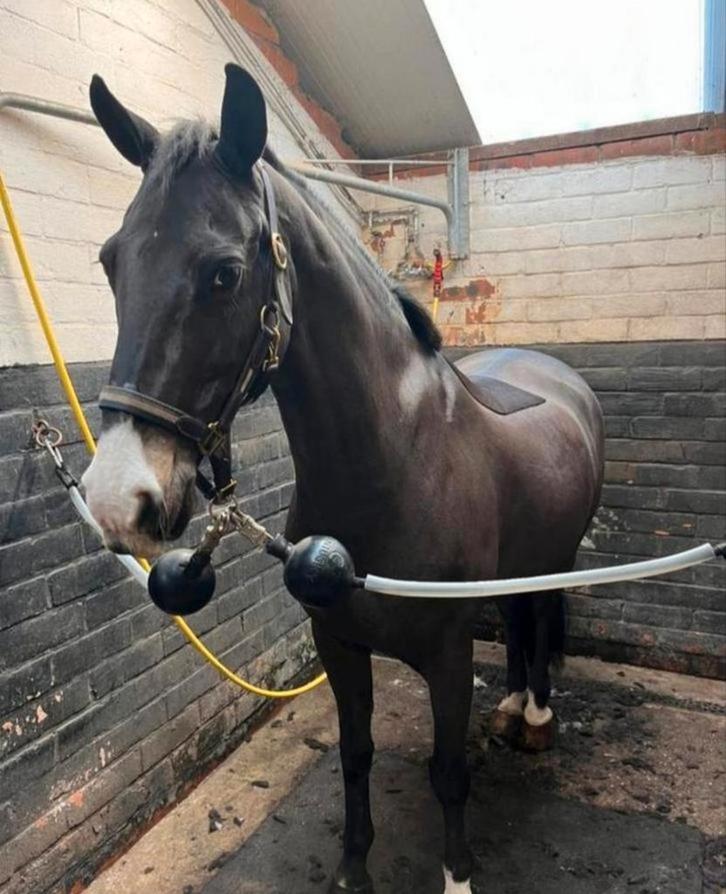 Paarden scheren, Dieren en Toebehoren, Paarden en Pony's | Verzorgingsproducten, Ophalen of Verzenden