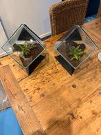 2x betta aquarium terrarim, Dieren en Toebehoren, Ophalen, Zo goed als nieuw