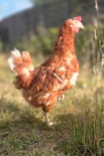 Legkippen hennen, Dieren en Toebehoren, Pluimvee