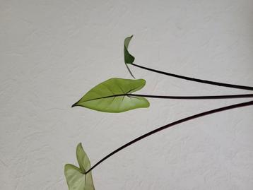alocasia macrorrhiza black stem  beschikbaar voor biedingen