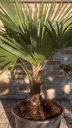 Winterharde palmboom in pot, Tuin en Terras, Ophalen, In pot, Palmboom