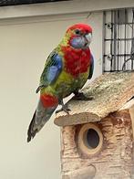 Rosella, Dieren en Toebehoren, Vrouwelijk, Dwergpapegaai of Agapornis
