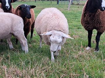 Swifter schaap Ram  beschikbaar voor biedingen