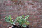 Geranium sanguineum - roze, Tuin en Terras, Planten | Tuinplanten, Ophalen, Bodembedekkers, Volle zon, Vaste plant