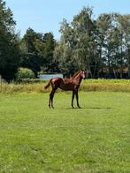 Hengstveulen riesling vd gaathoeve uit holsteiner toplijn, Dieren en Toebehoren, Paarden, Springpaard, Minder dan 160 cm, Gechipt