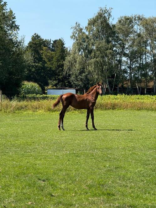 Hengstveulen riesling vd gaathoeve uit holsteiner toplijn, Dieren en Toebehoren, Paarden, Hengst, Onbeleerd, Minder dan 160 cm