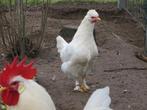 HENNEN TE KOOP, Dieren en Toebehoren, Pluimvee, Vrouwelijk, Kip