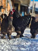 Kuikens brahma van af maart (WACHTLIJST), Dieren en Toebehoren, Pluimvee, Meerdere dieren, Kip